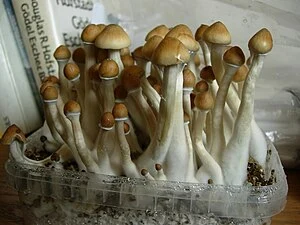 Foto de Psilocybe cubensis