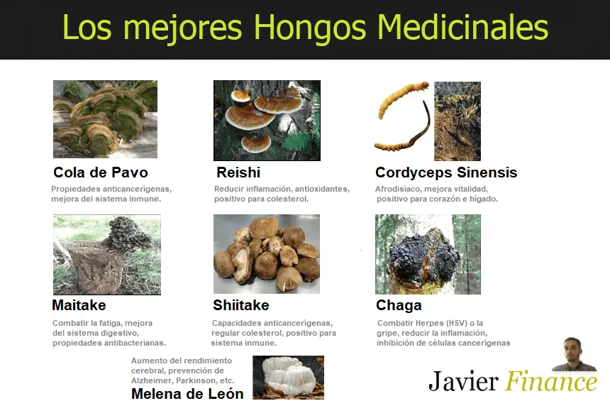 Los mejores Hongos Medicinales y Oncológicos (Beneficios)