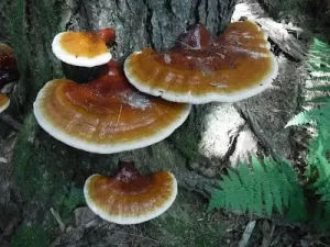 Foto de Reishi en corteza de árbol